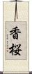 香桜 Scroll