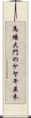 馬場大門のケヤキ並木 Scroll