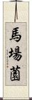 馬場薗 Scroll