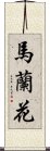 馬蘭花 Scroll