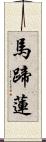 馬蹄蓮 Scroll