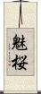 魅桜 Scroll