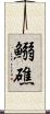 鰯礁 Scroll