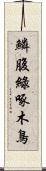 鱗腹綠啄木鳥 Scroll