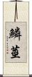 鱗莖 Scroll