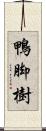 鴨脚樹 Scroll