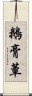 鵝膏蕈 Scroll