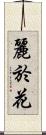 麗於花 Scroll