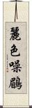 麗色噪鶥 Scroll