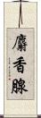 麝香腺 Scroll