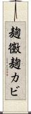 麹黴 Scroll