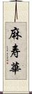麻寿華 Scroll