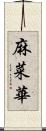 麻菜華 Scroll