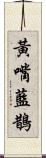 黃嘴藍鵲 Scroll