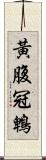 黃腹冠鵯 Scroll