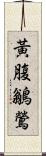 黃腹鶲鶯 Scroll