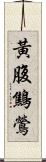 黃腹鷦鶯 Scroll