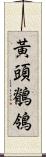 黃頭鶺鴒 Scroll