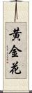 黄金花 Scroll