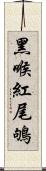 黑喉紅尾鴝 Scroll