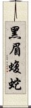 黑眉蝮蛇 Scroll