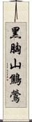 黑胸山鷦鶯 Scroll