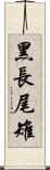 黑長尾雉 Scroll