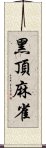 黑頂麻雀 Scroll