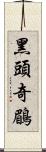 黑頭奇鶥 Scroll