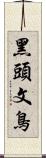 黑頭文鳥 Scroll