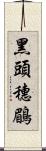 黑頭穗鶥 Scroll