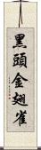 黑頭金翅雀 Scroll