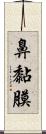 鼻黏膜 Scroll