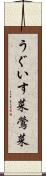 うぐいす菜 Scroll