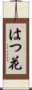はつ花 Scroll