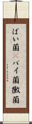 ばい菌(P) Scroll