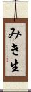 みき生 Scroll
