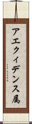 アエクィデンス属 Scroll