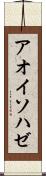 アオイソハゼ Scroll