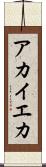 アカイエカ Scroll