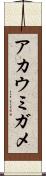 アカウミガメ Scroll