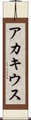 アカキウス Scroll