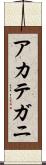 アカテガニ Scroll