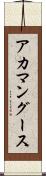 アカマングース Scroll