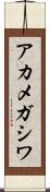 アカメガシワ Scroll