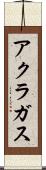 アクラガス Scroll