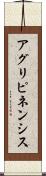 アグリピネンシス Scroll