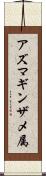 アズマギンザメ属 Scroll