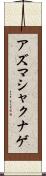 アズマシャクナゲ Scroll