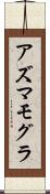 アズマモグラ Scroll